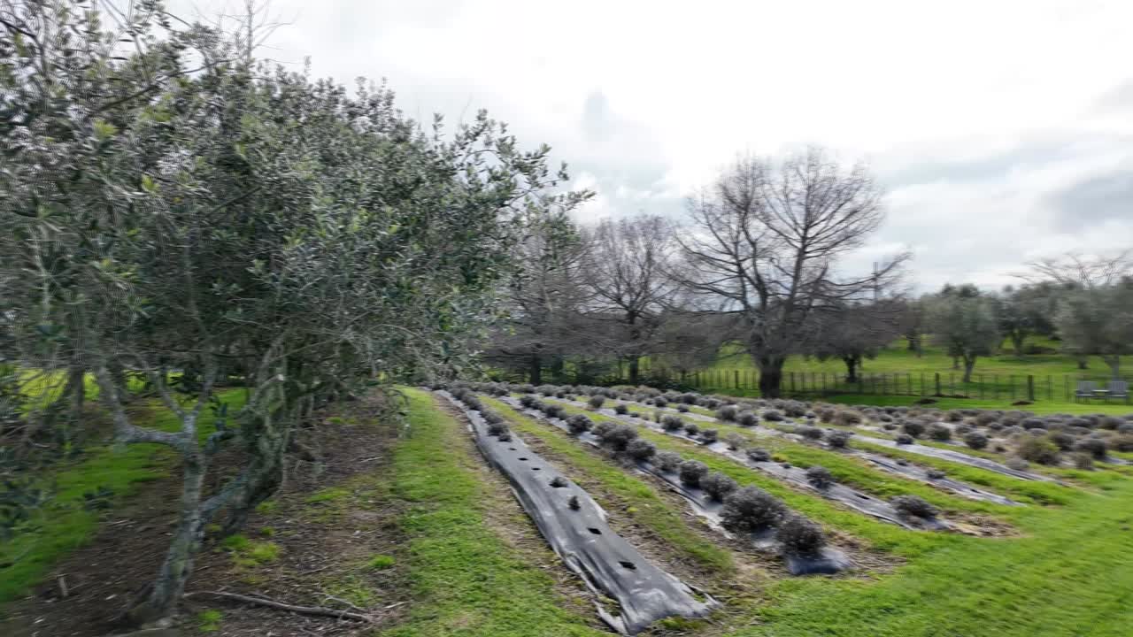 fotografía al aire libre de un lugar de boda de jardín en un viñedo