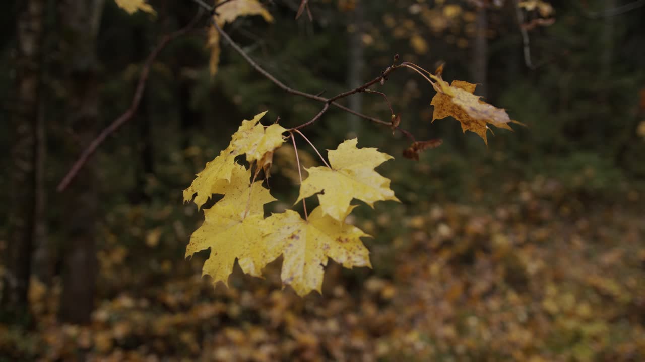 hojas de arce amarillas en una rama en un bosque de otoño