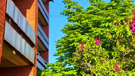 brick apartment building with corrugated balconies and blooming lilac tree