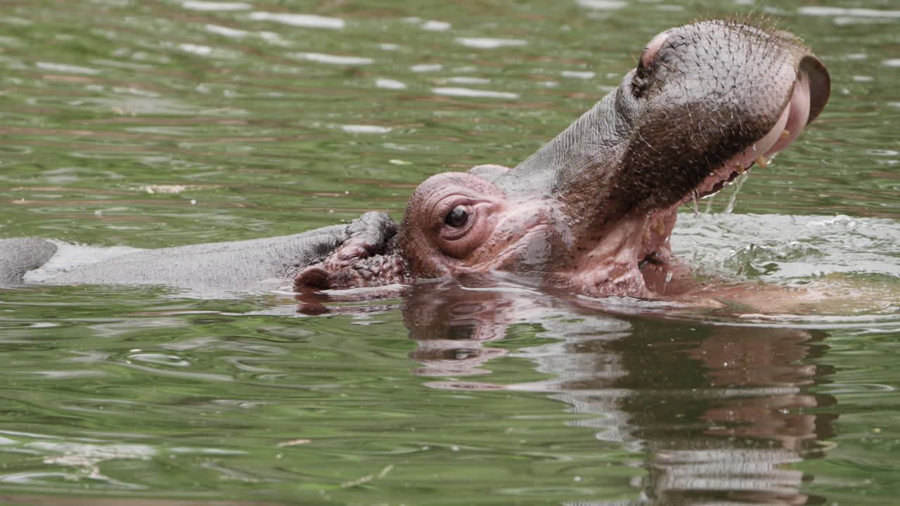 Yawning Hippopotamus Opening Its Mouth In Water