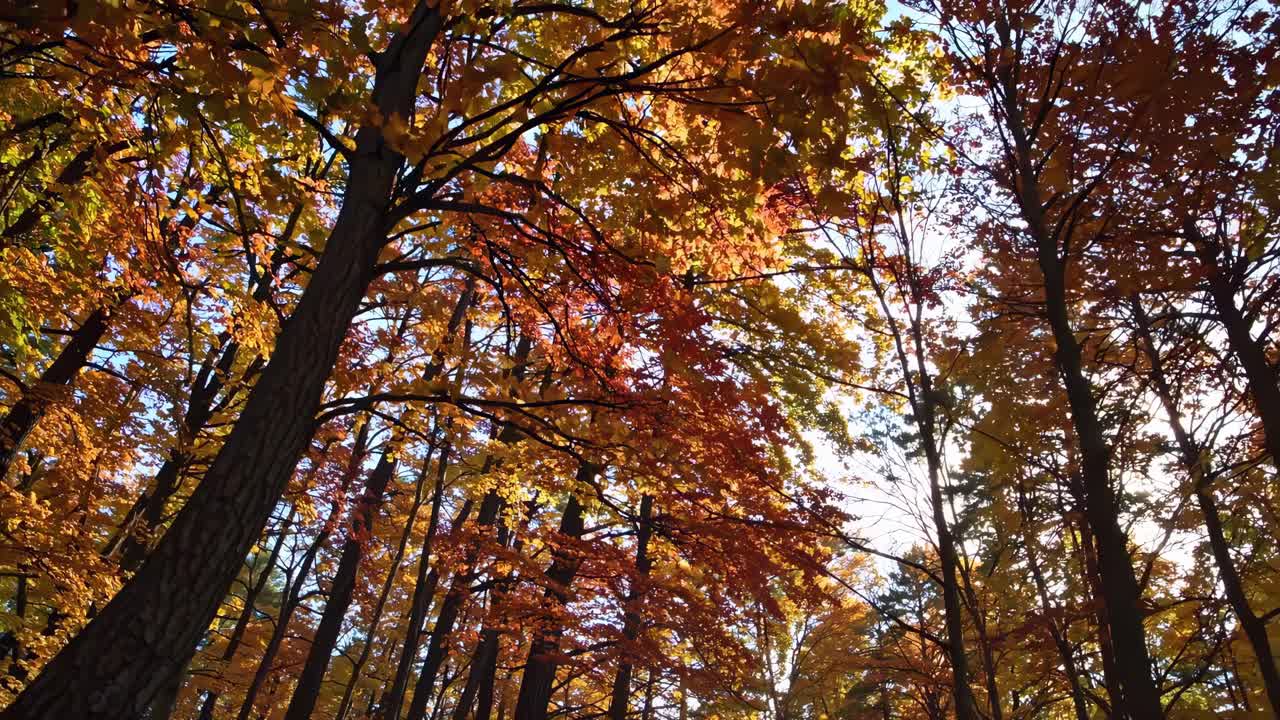 A serene video captures a low-angle view of autumn leaves in a forest, showcasing vibrant reds