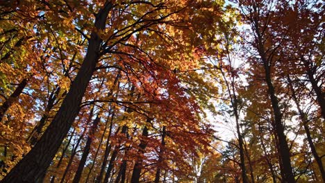 a serene video captures a low-angle view of autumn leaves in a forest, showcasing vibrant reds