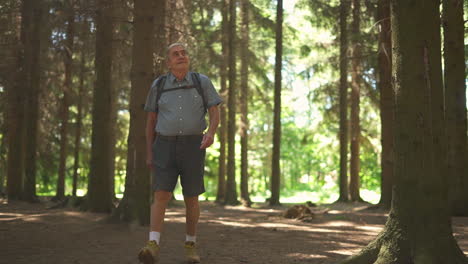 hombre caminando en el bosque