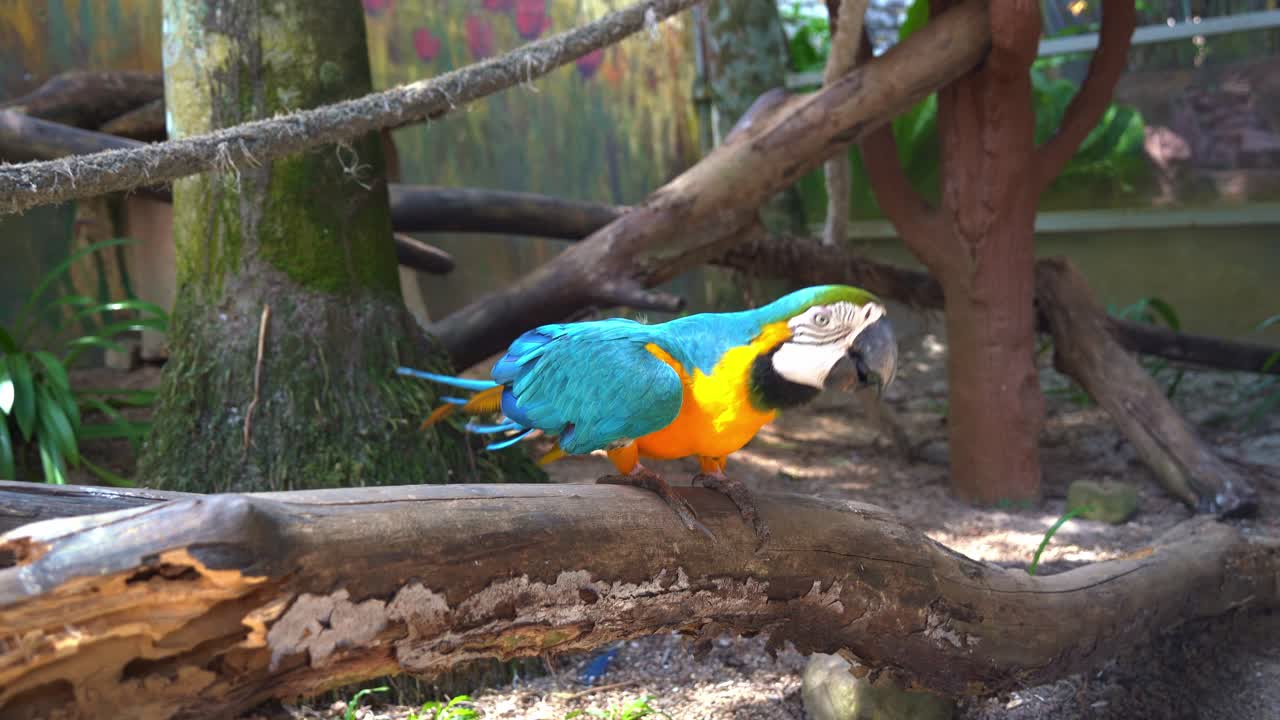 especies exóticas de aves, guacamayo azul y amarillo, ara ararauna, sentado y caminando a lo largo de la rama de un árbol, sacudiendo la cabeza y preguntándose por el entorno circundante en el zoológico de vida silvestre