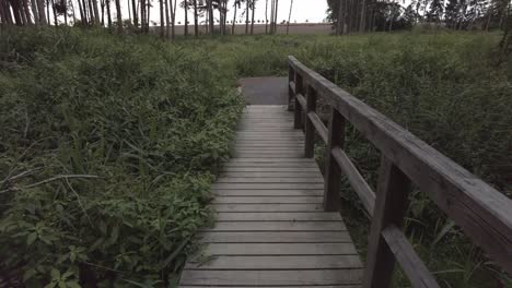 Crossing-the-sidewalk-over-the-bridge-to-a-row-of-thin-trees-in-a-felled-meadow