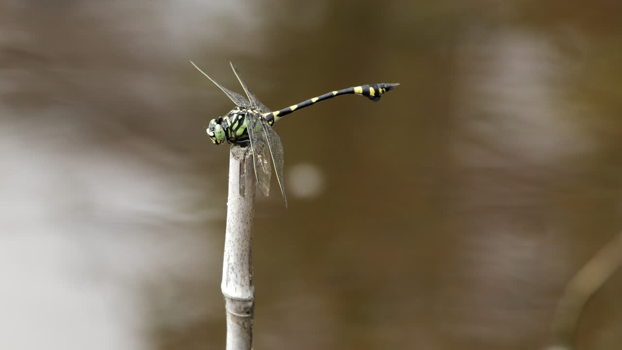 Top view of a dragonfly