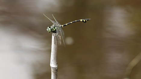 top view of a dragonfly