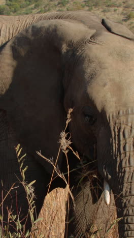 elephant grazing the african plain