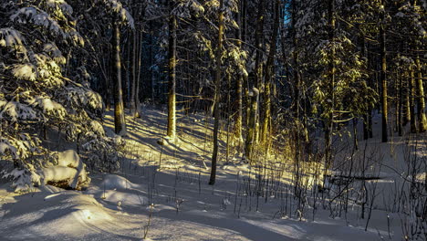 Sombras-De-La-Luz-Del-Sol-Sobre-El-Bosque-De-árboles-Cubiertos-De-Nieve-Durante-La-Temporada-De-Invierno