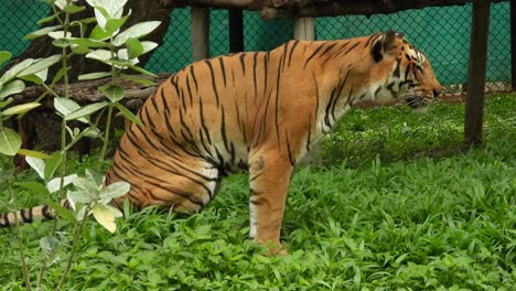 tiger peeing at a national park