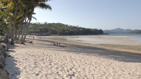 un plano lento de la playa de catseye, isla de hamilton, queensland, australia con arena blanca y palmeras que se balancean lentamente en un día tropical de verano