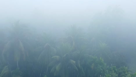 en invierno el bosque está envuelto en niebla