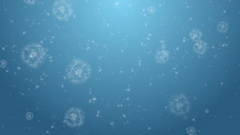 background with dandelions seed on a blue background with highlights and light. loop summer floral animation.