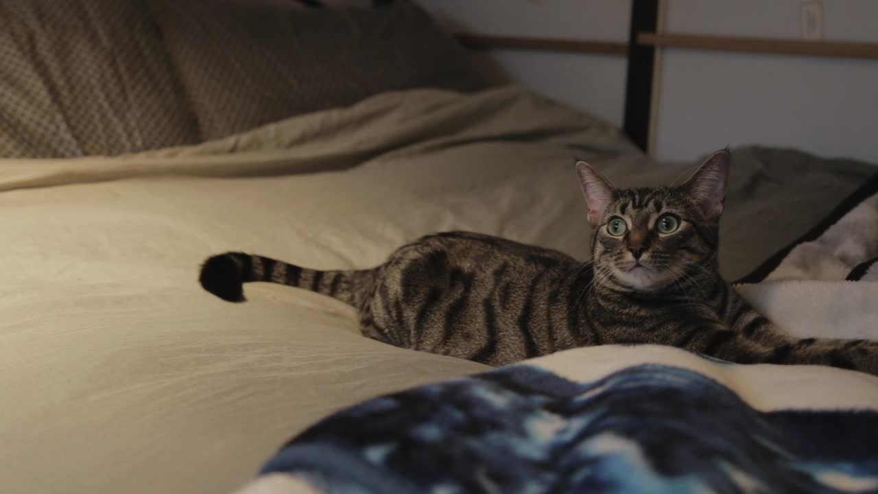 주인을 둘러보며 침대에 누워 있는 줄무늬 회색 고양이 - 클로즈업 샷