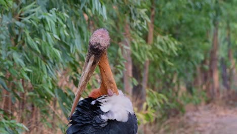 Greater-Adjutant,-Leptoptilos-dubius,-Buriram,-Thailand