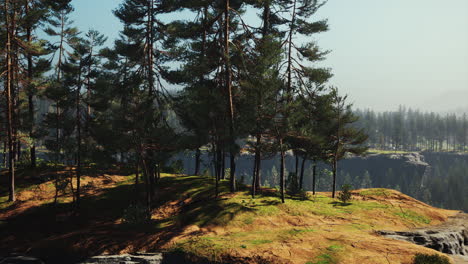 Hermoso-Bosque-Siempreverde-Remoto-En-La-Montaña