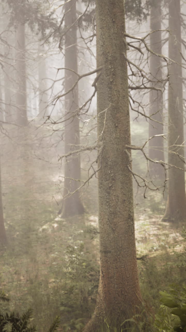 자연 스프루스 숲 의  ⁇ 빛