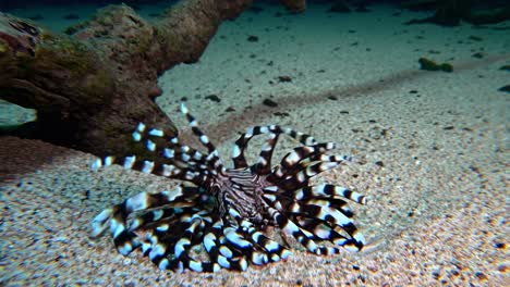 lionfish underwater in a coral reef