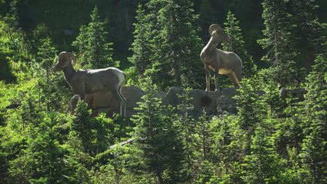 two bighorn sheep standing on cliff looking down mountainside, very alert