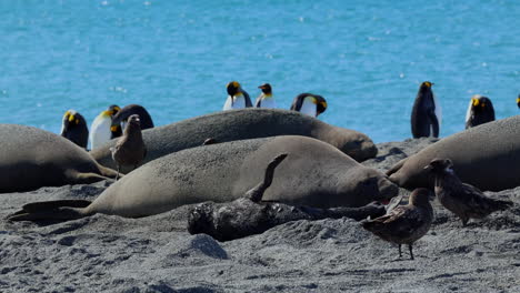 Antarctic-Skua-Bird-Steals-and-Eats-Placenta-from-New-Born-Elephant-Seal-Pup