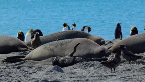 Pájaro-Skua-Antártico-Roba-Y-Se-Come-La-Placenta-De-Un-Cachorro-De-Elefante-Marino-Recién-Nacido