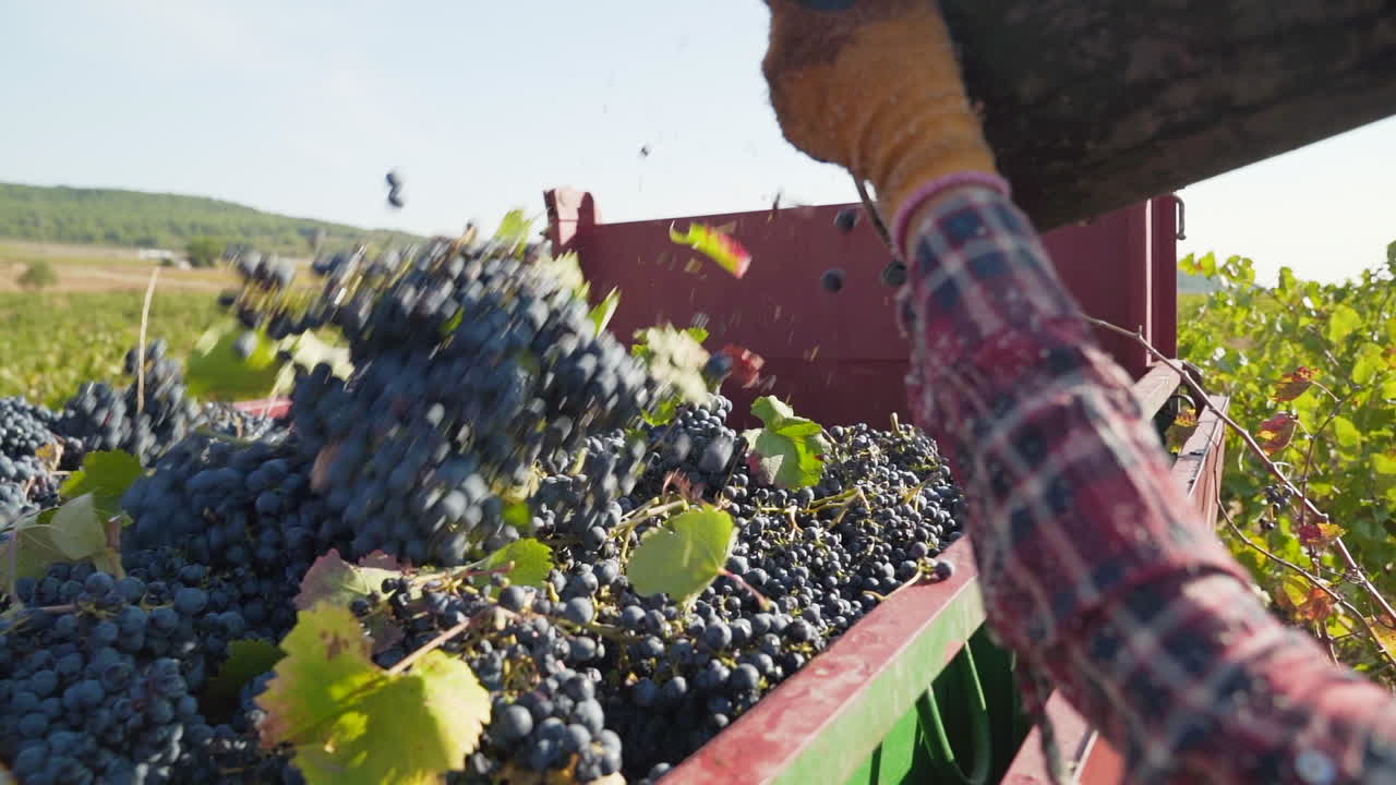 Contadino che getta un secchio di uva rossa d'annata nel camion durante la vendemmia, primo piano, slow motion.