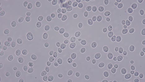 fotografía muy detallada de bacterias de levadura. magnificación al microscopio 1000 veces. reciclaje de alimentos y residuos no alimentarios en etanol