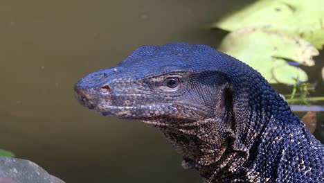 Hermoso-Lagarto-Monitor-De-Agua-Malaya--primer-Plano