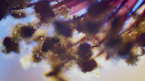 Pollen-on-abutilon-blossom-stigma-microscopical-view-focus-ramp-shallow-field-of-depth