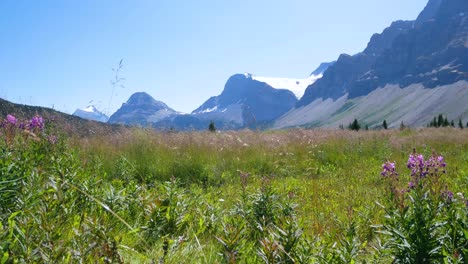 pov of natural landscaspe at green field with beautiful pink flower and bow lake and mountain range in banff national park,alberta,canada in summer holiday time