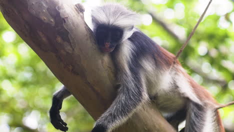 mono colobo rojo de zanzíbar durmiendo en la rama de un árbol, apoyado en ramitas