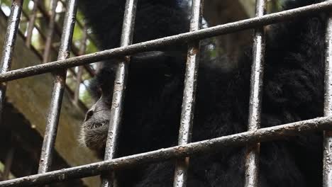 monkey in a captivity cage