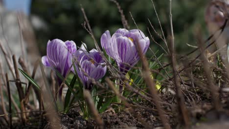 timelapse of a beautiful crocus blossoming in the garden-2