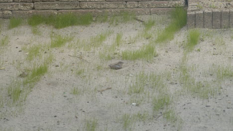 single sparrow digging around in sand on bare lawn