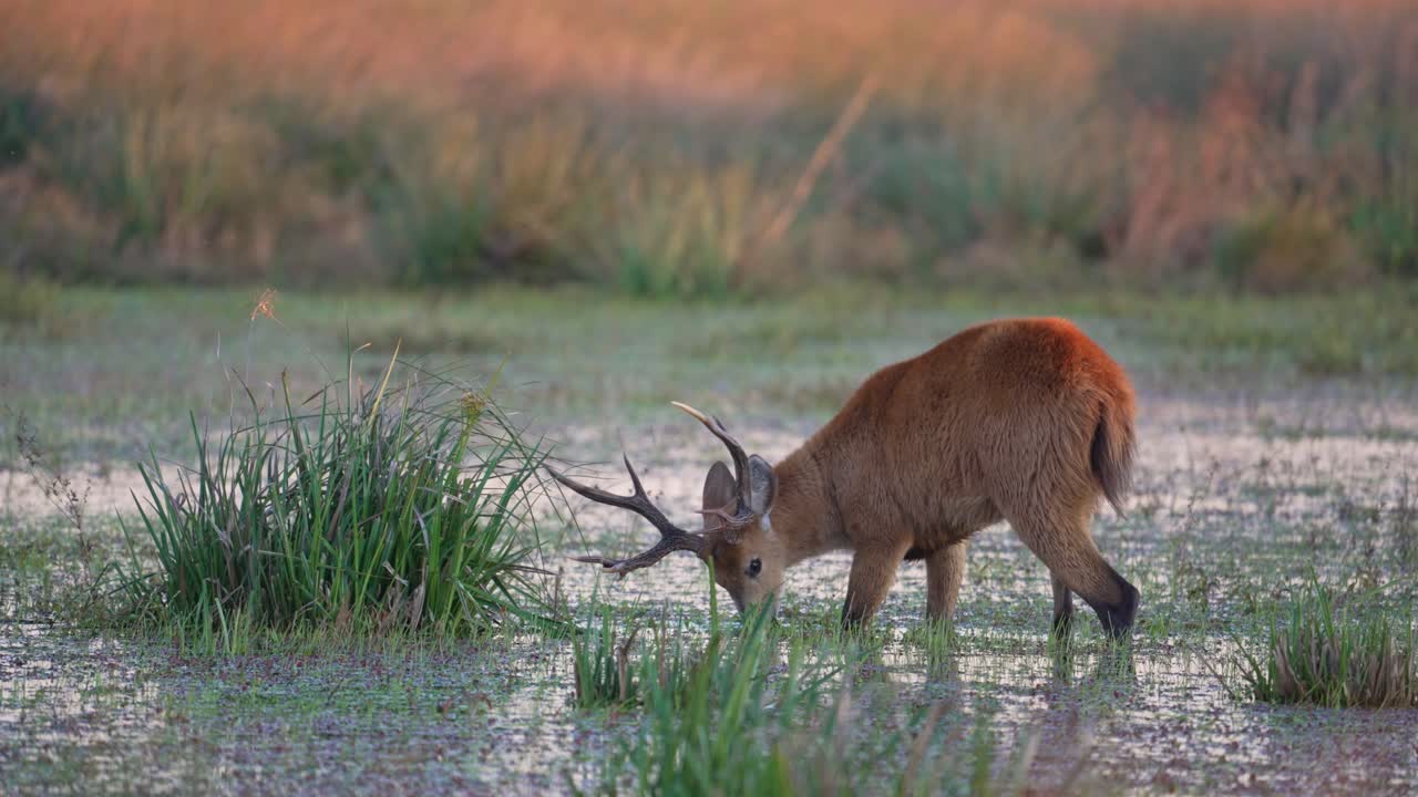 Marsh deer with antlers feeding on aquatic plants and drinking water in shallow wetlands, Ibera National Park, Corrientes, Argentina