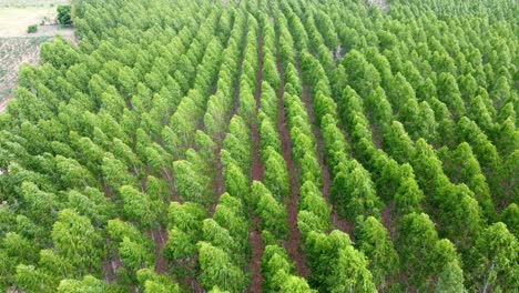 Vista-Aérea-De-Drones-Fuera-Del-Bosque-Que-Crece-Agrícola