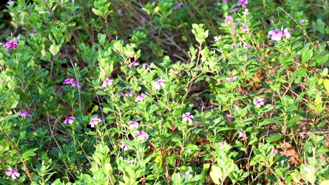 Wilde-Rosafarbene-Blumen,-Die-Unter-Einer-Grasbewachsenen-Fläche-Mit-Einer-Leichten-Brise-Wind-Wachsen