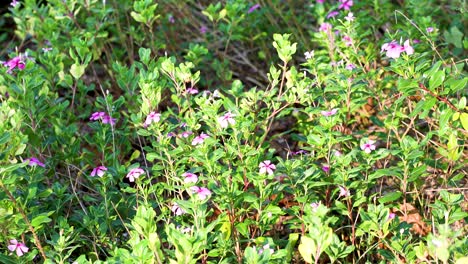 Flores-Rosas-Silvestres-Que-Crecen-Entre-Un-área-De-Césped-Con-Una-Ligera-Brisa-De-Viento