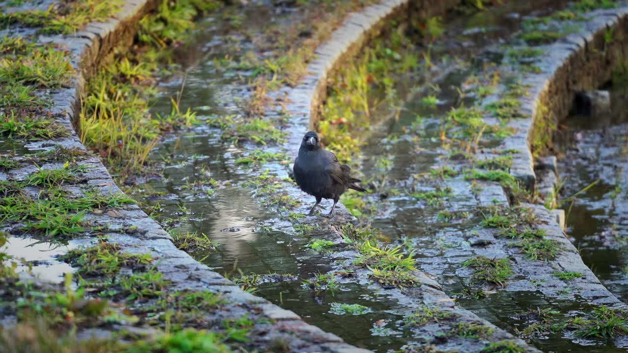 Un simpatico corvo nota la fotocamera