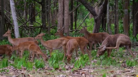 Der-Eldhirsch-Ist-Aufgrund-Von-Lebensraumverlust-Und-Jagd-Eine-Vom-Aussterben-Bedrohte-Art