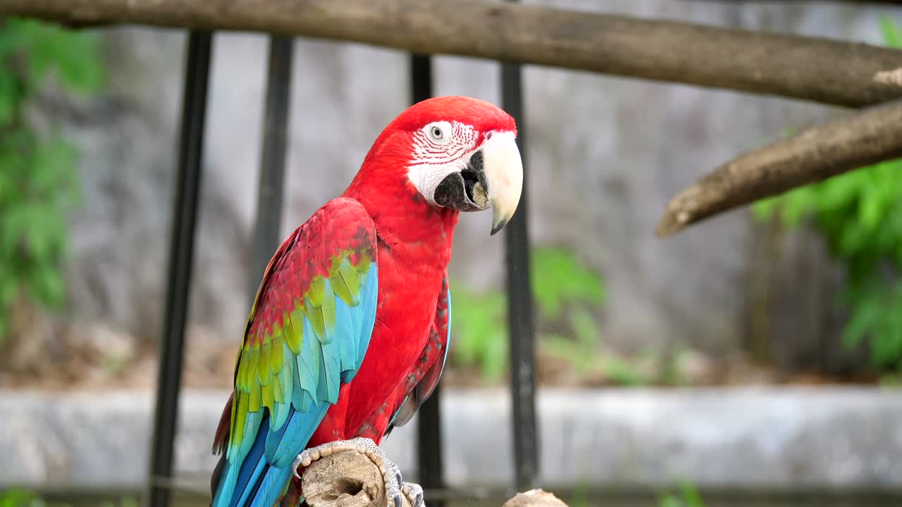 cierra el loro rojo. está comiendo algo sólido en la boca.