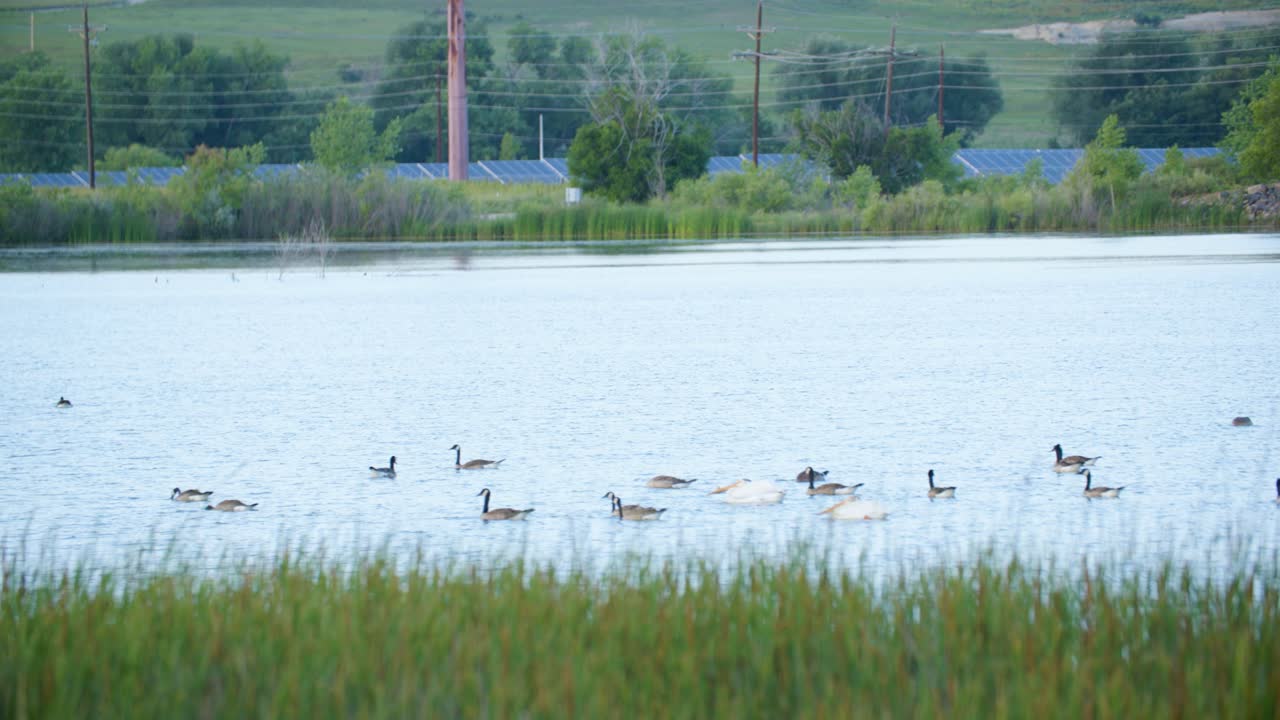 월든 연못 에 떠다니는 물새 들
