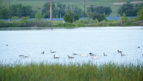 las aves acuáticas flotan en los estanques de walden