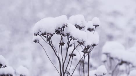 Close-up-4K-shot-of-snowflakes-falling-and-accumulating-on-top-of-winter-vegetation