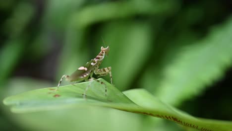 Jeweled-Flower-Mantis,-Creobroter-Gemmatus,-Thailand