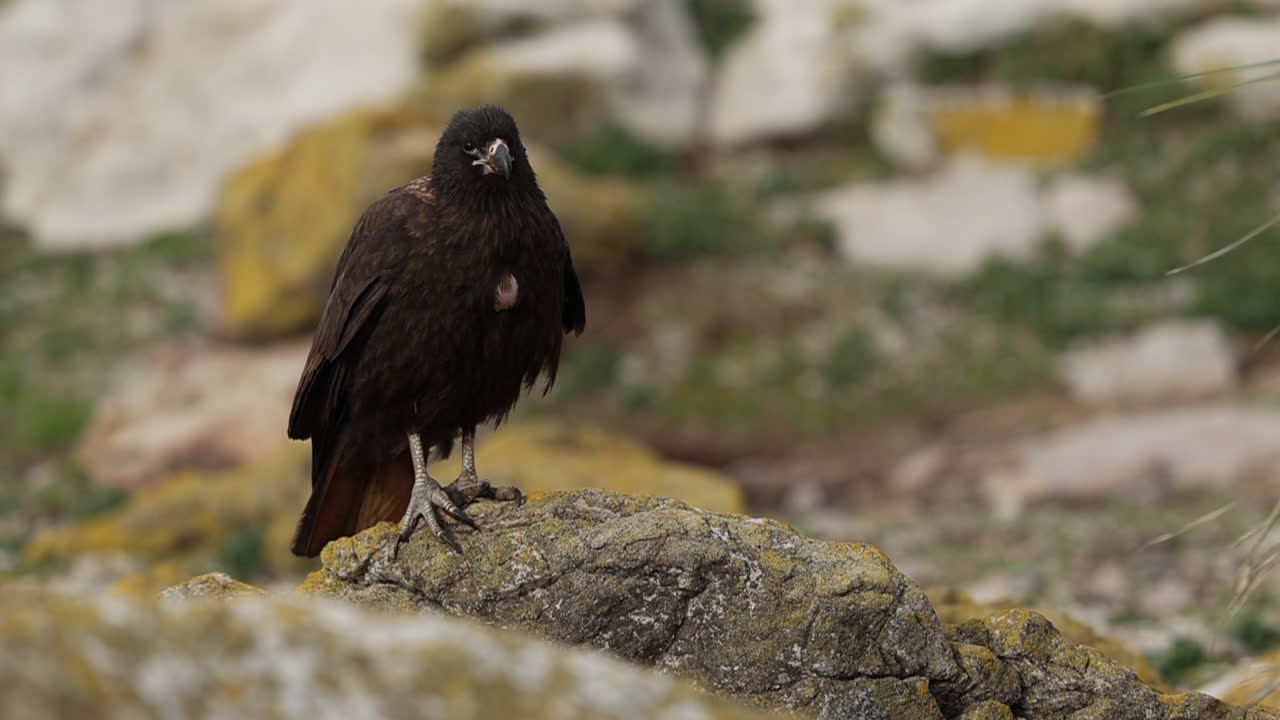 pájaro caracara parado sobre una roca cubierta de musgo y llamando, islas malvinas