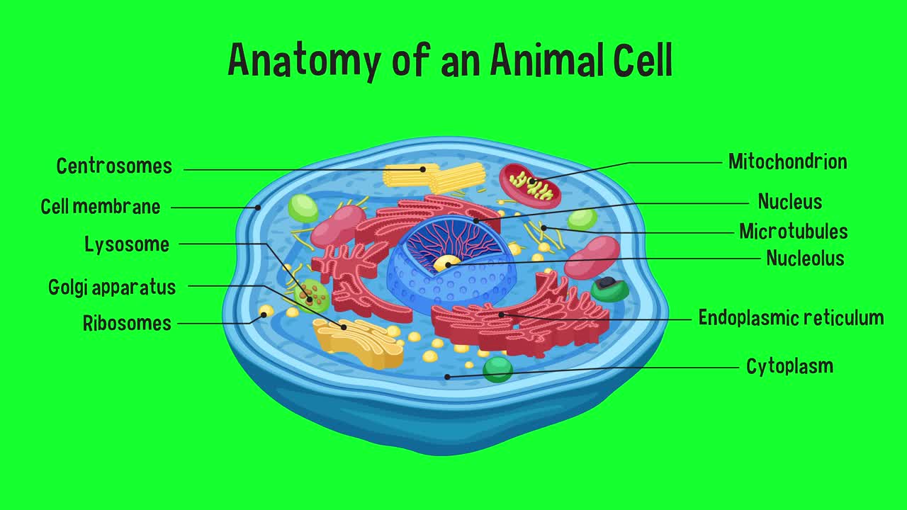 동물 세포 구조의 교육 애니메이션