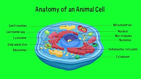 educational animation of an animal cell structure