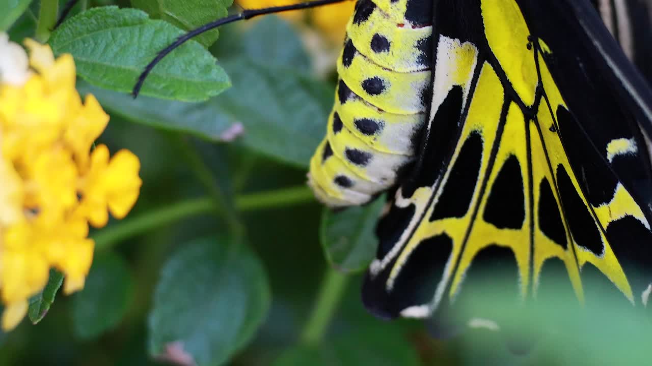 나비가 잎과 꽃과 상호 작용합니다.