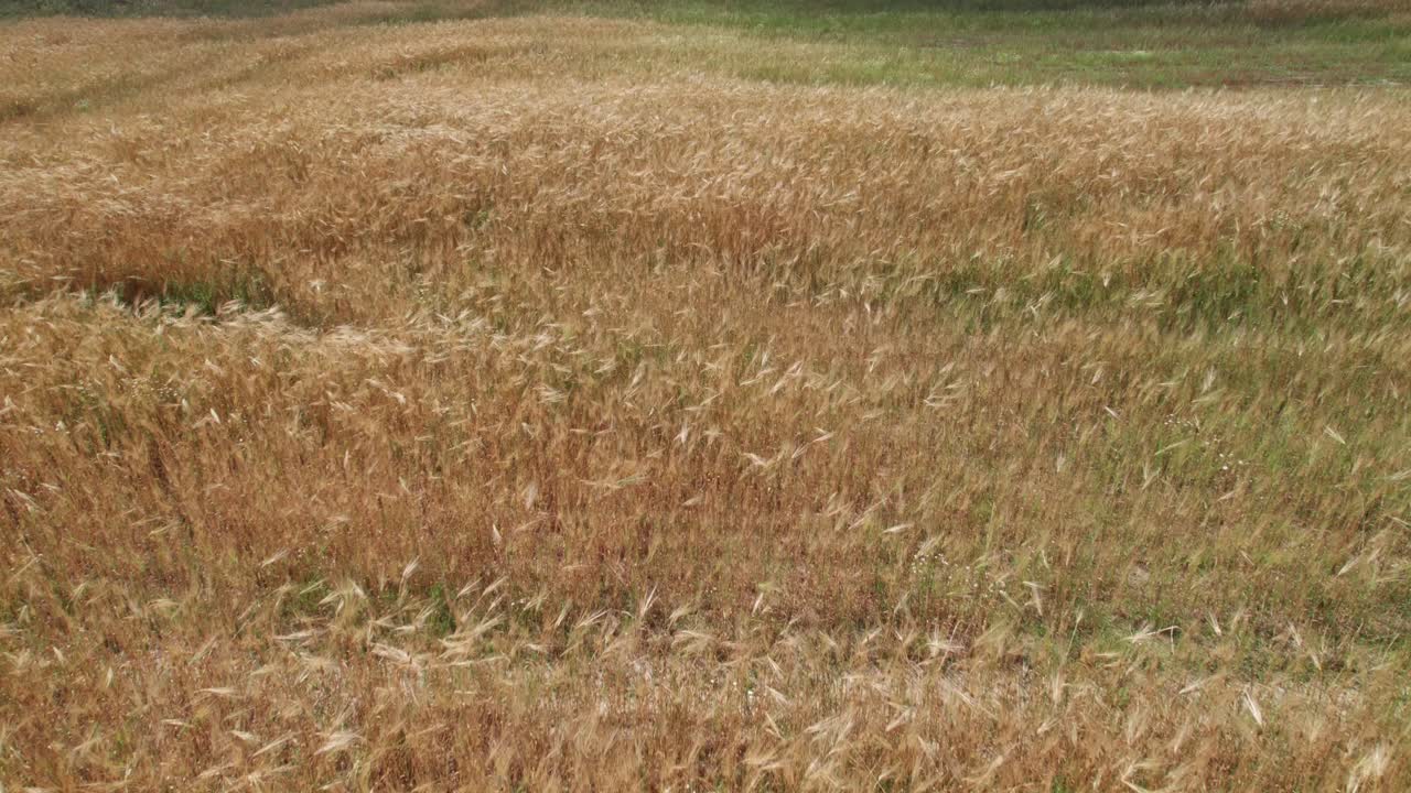Carrellata aerea con inclinazione verso l'alto lungo il grano che ondeggia in un campo ventoso, che rivela un campo marrone-arancione in lontananza